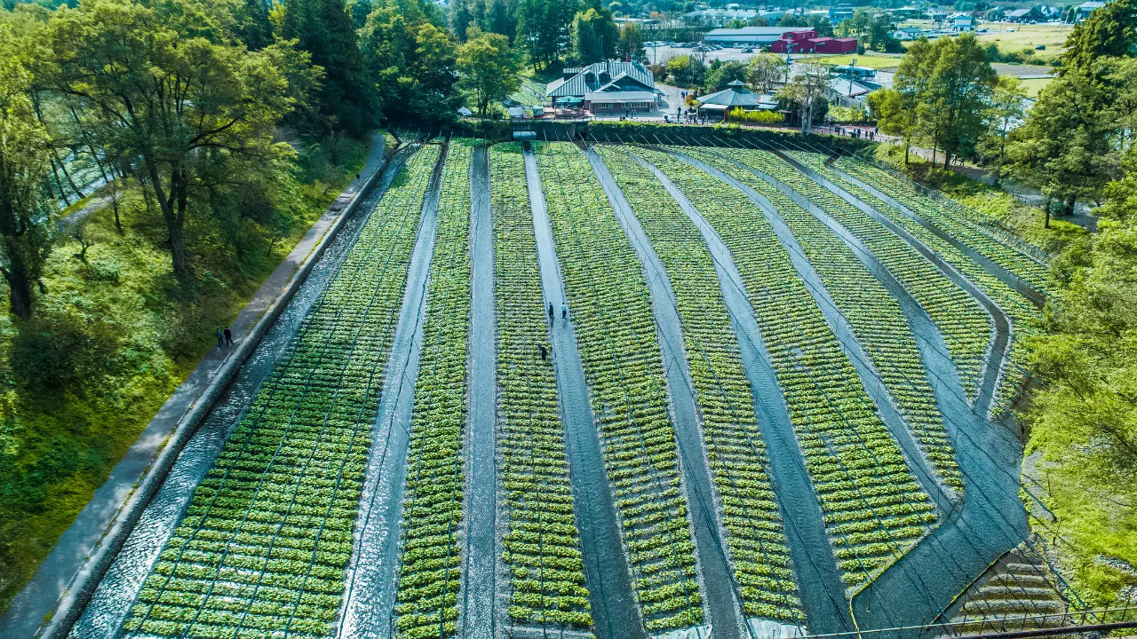 大王わさび農場