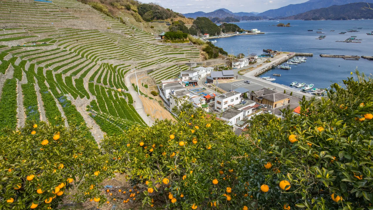 遊子水荷浦の段畑