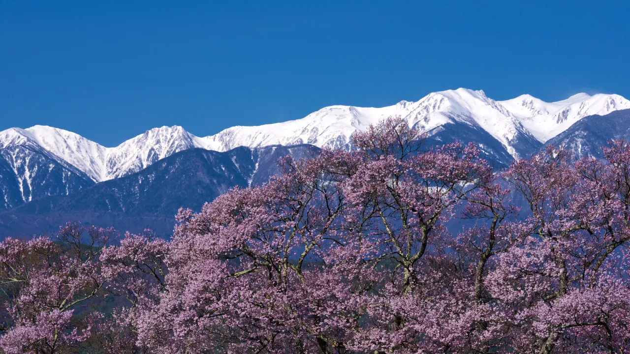 高遠城址公園桜まつり